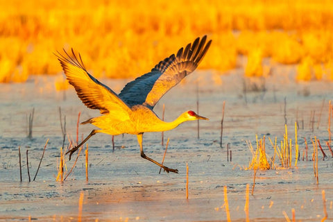 USA- New Mexico- Bosque Del Apache National Wildlife Refuge. Sandhill crane taking flight on ice. Black Ornate Wood Framed Art Print with Double Matting by Jaynes Gallery