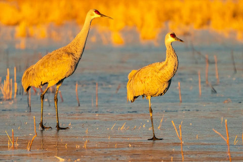 USA- New Mexico- Bosque Del Apache National Wildlife Refuge. Sandhill cranes walking on ice. Black Ornate Wood Framed Art Print with Double Matting by Jaynes Gallery