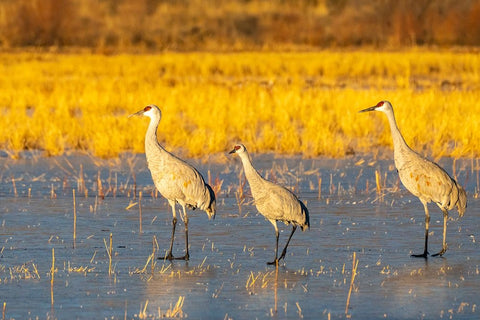 USA- New Mexico- Bosque Del Apache National Wildlife Refuge. Sandhill cranes walking on ice. Black Ornate Wood Framed Art Print with Double Matting by Jaynes Gallery