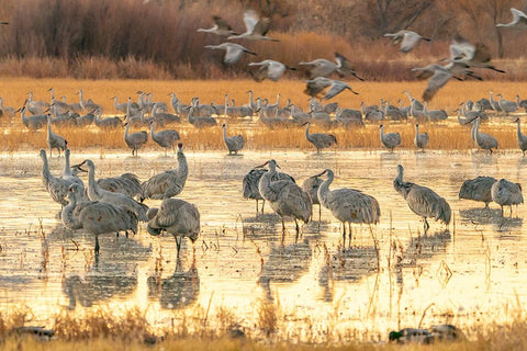 USA- New Mexico- Bosque Del Apache National Wildlife Refuge. Sandhill cranes at sunrise. Black Modern Wood Framed Art Print by Jaynes Gallery