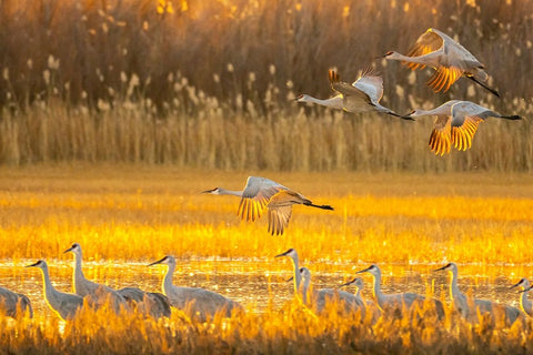USA- New Mexico- Bosque Del Apache National Wildlife Refuge. Sandhill cranes flying at sunrise. Black Ornate Wood Framed Art Print with Double Matting by Jaynes Gallery