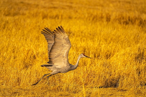 USA- New Mexico- Bosque Del Apache National Wildlife Refuge. Sandhill crane flying. Black Modern Wood Framed Art Print by Jaynes Gallery