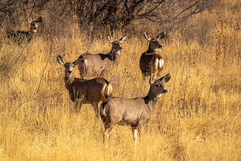USA- New Mexico- Bosque Del Apache National Wildlife Refuge. Female mule deer in grassy field Black Ornate Wood Framed Art Print with Double Matting by Jaynes Gallery