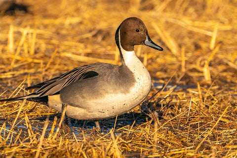 USA- New Mexico- Bosque Del Apache National Wildlife Refuge. Close-up of pintail duck drake. Black Ornate Wood Framed Art Print with Double Matting by Jaynes Gallery