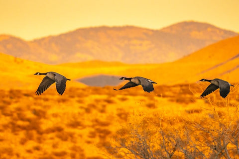 USA- New Mexico- Bosque Del Apache National Wildlife Refuge. Canada geese flying at sunrise. Black Ornate Wood Framed Art Print with Double Matting by Jaynes Gallery