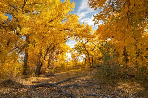 USA- New Mexico- Sandoval County. Cottonwood trees in autumn. White Modern Wood Framed Art Print with Double Matting by Jaynes Gallery