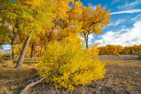 USA- New Mexico- Sandoval County. Cottonwood trees in autumn. Black Ornate Wood Framed Art Print with Double Matting by Jaynes Gallery
