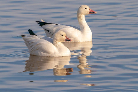 USA- New Mexico- Bosque Del Apache National Wildlife Refuge. Snow geese in water. Black Ornate Wood Framed Art Print with Double Matting by Jaynes Gallery