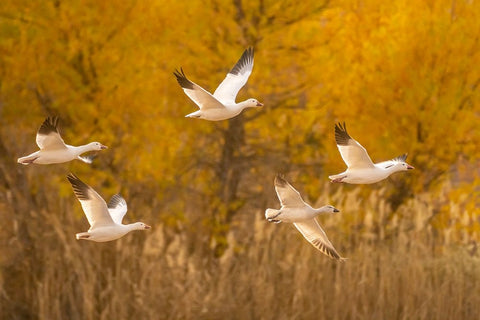 USA- New Mexico- Bosque Del Apache National Wildlife Refuge. Snow geese flying. Black Ornate Wood Framed Art Print with Double Matting by Jaynes Gallery