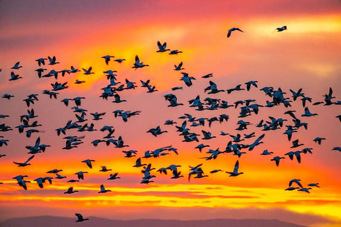 USA- New Mexico- Bosque Del Apache National Wildlife Refuge. Snow geese flying at sunrise. Black Ornate Wood Framed Art Print with Double Matting by Jaynes Gallery