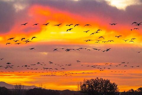 USA- New Mexico- Bosque Del Apache National Wildlife Refuge. Snow geese flying at sunrise. Black Ornate Wood Framed Art Print with Double Matting by Jaynes Gallery