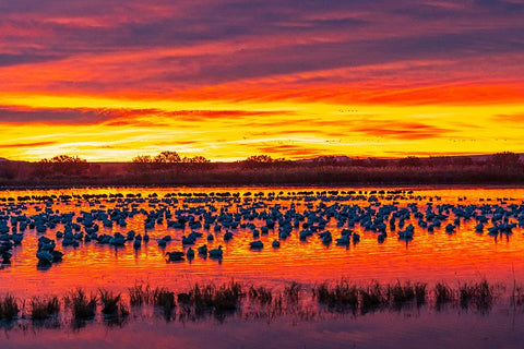 USA- New Mexico- Bosque Del Apache National Wildlife Refuge. Snow geese in water at sunrise. Black Ornate Wood Framed Art Print with Double Matting by Jaynes Gallery