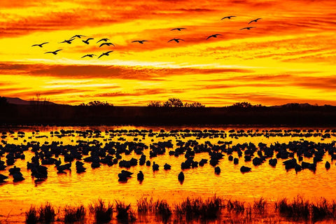 USA- New Mexico- Bosque Del Apache National Wildlife Refuge. Snow geese in water at sunrise. Black Ornate Wood Framed Art Print with Double Matting by Jaynes Gallery