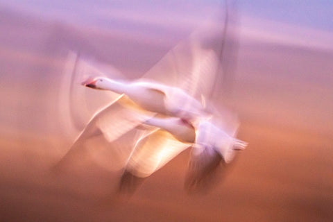 USA- New Mexico- Bosque Del Apache National Wildlife Refuge. Blur of snow geese flying. Black Ornate Wood Framed Art Print with Double Matting by Jaynes Gallery