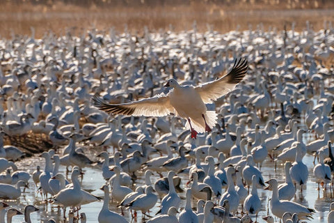 USA- New Mexico- Bosque Del Apache National Wildlife Refuge. Snow goose landing in flock. Black Ornate Wood Framed Art Print with Double Matting by Jaynes Gallery