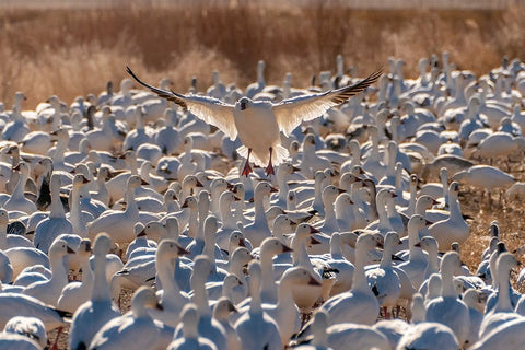 USA- New Mexico- Bosque Del Apache National Wildlife Refuge. Snow goose landing in flock. White Modern Wood Framed Art Print with Double Matting by Jaynes Gallery