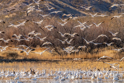 USA- New Mexico- Bosque Del Apache National Wildlife Refuge. Snow geese flying over flock in water. Black Ornate Wood Framed Art Print with Double Matting by Jaynes Gallery