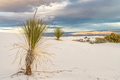 USA- New Mexico- White Sands National Monument. Sand dunes and yucca cacti. Black Ornate Wood Framed Art Print with Double Matting by Jaynes Gallery