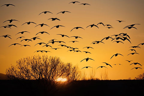 USA- New Mexico- Bosque Del Apache National Wildlife Refuge. Birds in silhouette at sunrise. White Modern Wood Framed Art Print with Double Matting by Jaynes Gallery