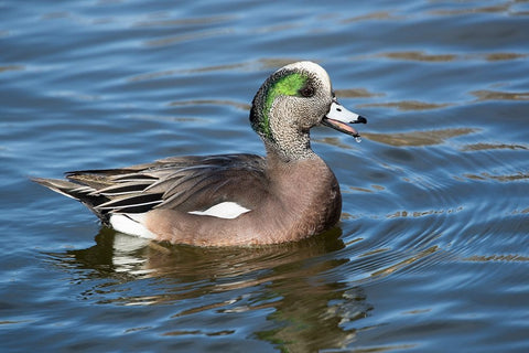 USA- New Mexico- Socorro. American wigeon in small pond Black Ornate Wood Framed Art Print with Double Matting by Gulin, Darrell