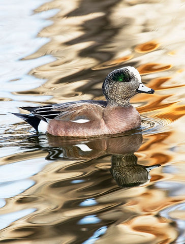 USA- New Mexico- Socorro. American wigeon in small pond Black Ornate Wood Framed Art Print with Double Matting by Gulin, Darrell