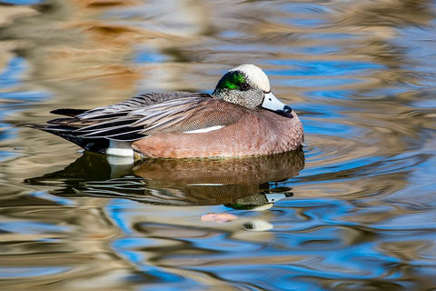 USA- New Mexico- Socorro. American wigeon in small pond Black Ornate Wood Framed Art Print with Double Matting by Gulin, Darrell