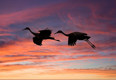 USA- New Mexico. Bosque Del Apache National Wildlife Refuge White Modern Wood Framed Art Print with Double Matting by Gulin, Darrell