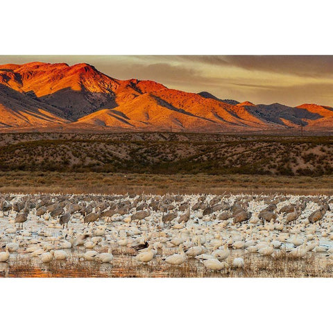Sandhill cranes and snowgeese wade at Bosque Del Apache National Wildlife Reserve-New Mexico-USA White Modern Wood Framed Art Print by Garber, Howie