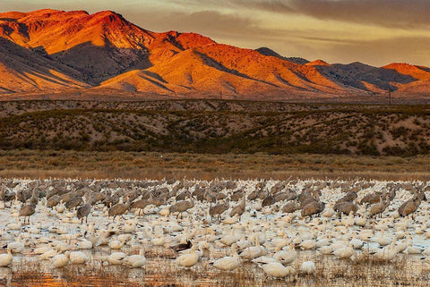 Sandhill cranes and snowgeese wade at Bosque Del Apache National Wildlife Reserve-New Mexico-USA Black Ornate Wood Framed Art Print with Double Matting by Garber, Howie