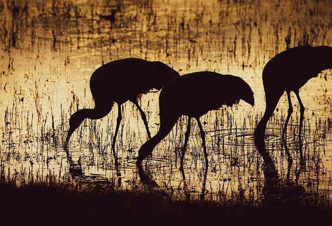 Sandhill crane silhouetted-Bosque del Apache National Wildlife Refuge-New Mexico White Modern Wood Framed Art Print with Double Matting by Pryor, Maresa