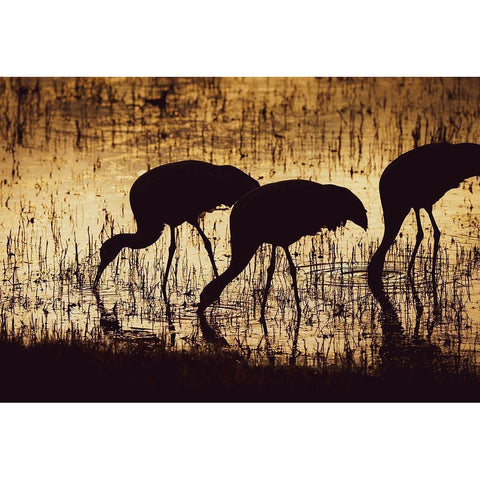 Sandhill crane silhouetted-Bosque del Apache National Wildlife Refuge-New Mexico Black Modern Wood Framed Art Print by Pryor, Maresa