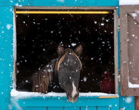 Rocky mountain looking out of stall during snow storm-New Mexico Black Ornate Wood Framed Art Print with Double Matting by Pryor, Maresa