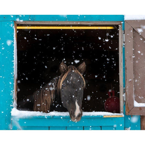 Rocky mountain looking out of stall during snow storm-New Mexico White Modern Wood Framed Art Print by Pryor, Maresa