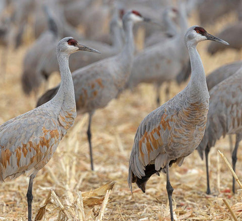 Sandhill Cranes gathered-in the corn fields of Bernardo Wildlife Area-New Mexico Black Ornate Wood Framed Art Print with Double Matting by Pryor, Maresa