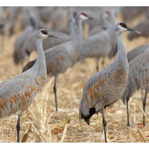 Sandhill Cranes gathered-in the corn fields of Bernardo Wildlife Area-New Mexico White Modern Wood Framed Art Print by Pryor, Maresa