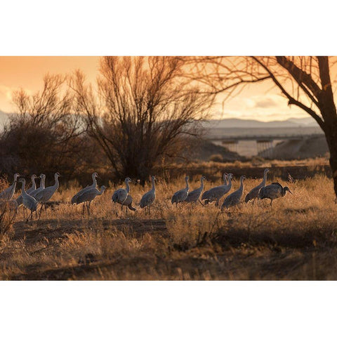 Sandhill cranes with SR 60 in background-Bernardo Wildlife Area-New Mexico Gold Ornate Wood Framed Art Print with Double Matting by Pryor, Maresa