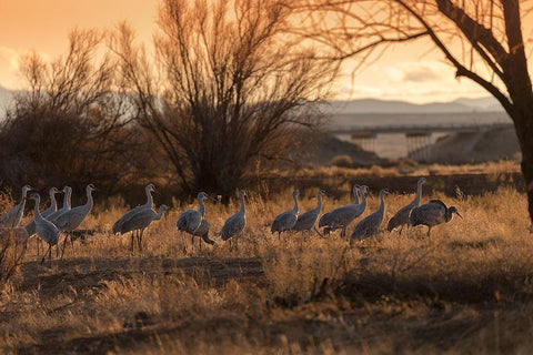 Sandhill cranes with SR 60 in background-Bernardo Wildlife Area-New Mexico Black Ornate Wood Framed Art Print with Double Matting by Pryor, Maresa