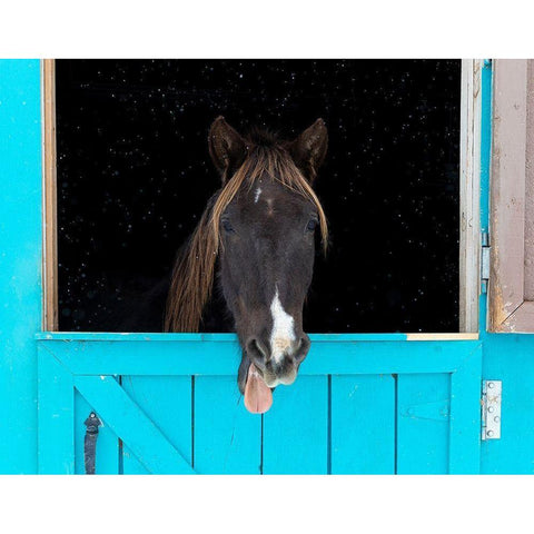 Rocky mountain horse yawning-Winter-New Mexico Black Modern Wood Framed Art Print by Pryor, Maresa