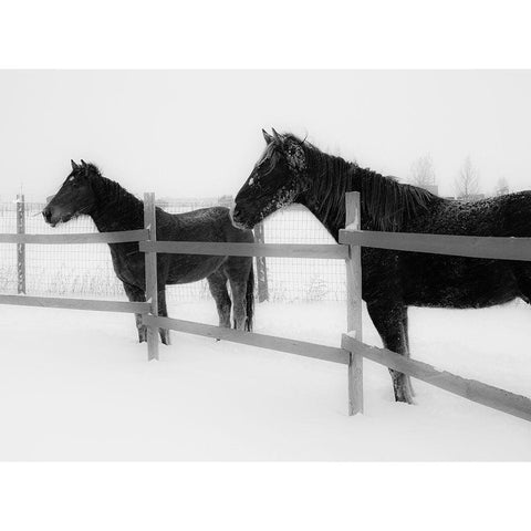 Horses in standing in snowy weather-Edgewood-New Mexico Black Modern Wood Framed Art Print by Pryor, Maresa