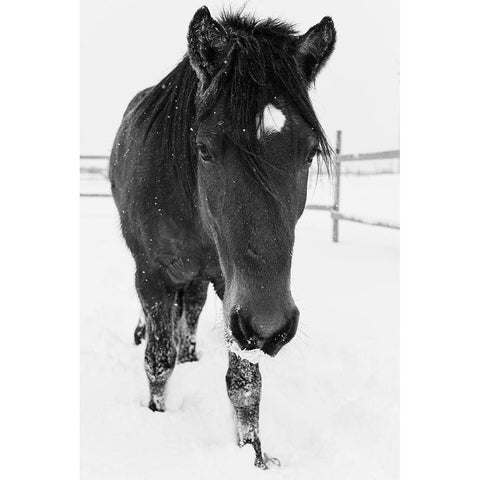 Dakotas first winter-Edgewood-New Mexico Black Modern Wood Framed Art Print with Double Matting by Pryor, Maresa