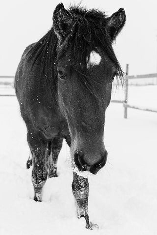 Dakotas first winter-Edgewood-New Mexico Black Ornate Wood Framed Art Print with Double Matting by Pryor, Maresa