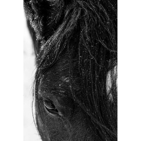 Winter light on Mustang-New Mexico Black Modern Wood Framed Art Print by Pryor, Maresa