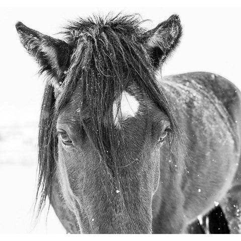 Horse in standing in snowy weather-Edgewood-New Mexico White Modern Wood Framed Art Print by Pryor, Maresa