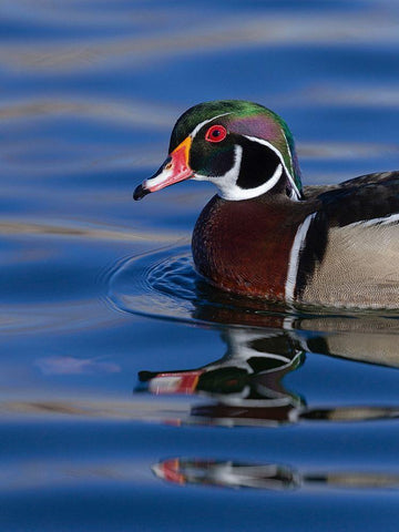 Wood duck drake in perfect coloration-New Mexico Black Ornate Wood Framed Art Print with Double Matting by Pryor, Maresa