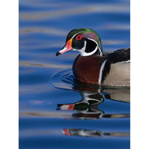 Wood duck drake in perfect coloration-New Mexico Black Modern Wood Framed Art Print by Pryor, Maresa