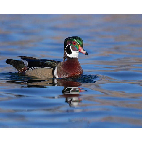 Wood duck drake in perfect coloration-New Mexico Gold Ornate Wood Framed Art Print with Double Matting by Pryor, Maresa