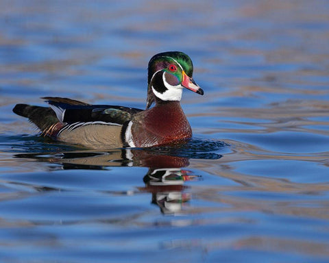Wood duck drake in perfect coloration-New Mexico White Modern Wood Framed Art Print with Double Matting by Pryor, Maresa