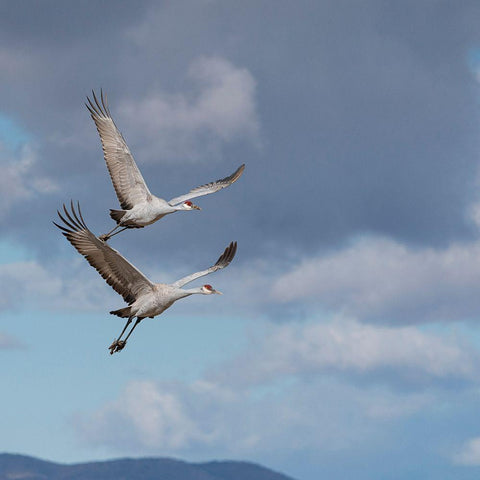Sandhill cranes in flight-Grus canadensis-Bosque del Apache National Wildlife Refuge-New Mexico White Modern Wood Framed Art Print with Double Matting by Pryor, Maresa