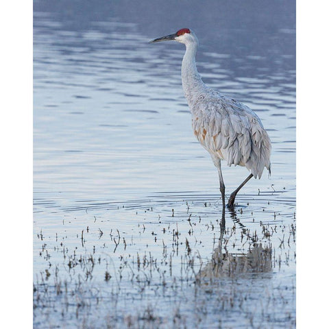 Sandhill crane-Bosque del Apache National Wildlife Refuge-New Mexico Black Modern Wood Framed Art Print with Double Matting by Pryor, Maresa