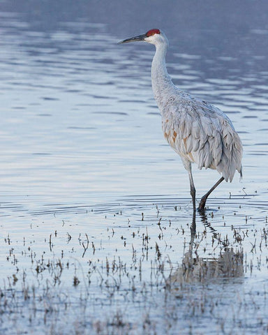 Sandhill crane-Bosque del Apache National Wildlife Refuge-New Mexico Black Ornate Wood Framed Art Print with Double Matting by Pryor, Maresa